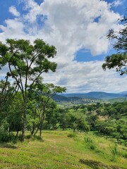 Obraz premium landscape with trees