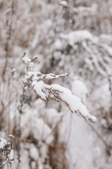 Dry grasses covered with snow. Winter, light colors. The concept of nature.