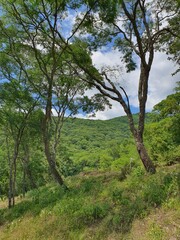 trees in the mountains