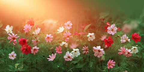 Cosmos flowers beautiful in the garden