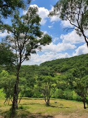 landscape with trees