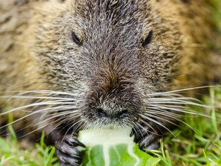 Closeup shot of an otter eating a plant on a grass-covered meadow