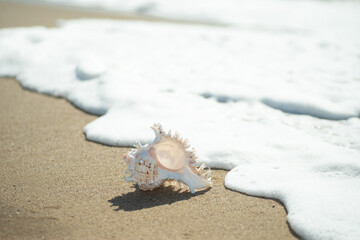 砂浜と貝殻