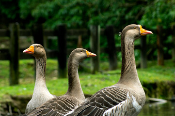 group of gooses with orange beak over green woods black background
