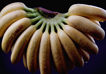 Beautiful large bunch of bananas on a black background. Ripe bananas.