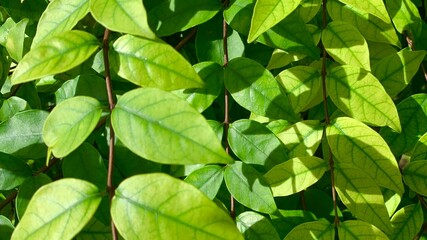 Fototapeta na wymiar green leaves background Nature tropical plant 
