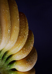 Beautiful bunch of ripe bananas with drops of water on the peel.