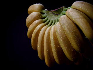 Beautiful large bunch of ripe bananas on a black background.