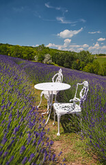 Nice lavender field in Hungary in spring	