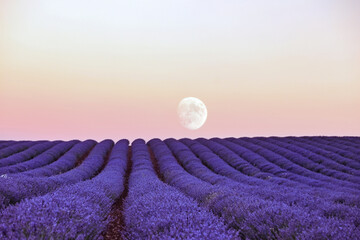 Scenic view of lavender fields and the moon in the sky at the sunset