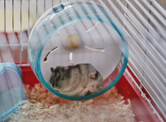 A funny gray Dzungarian hamster sits in a wheel. Dwarf hamster.