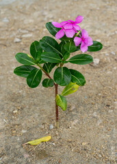 Single flower grow on the cement floor.