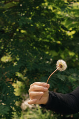 White fluffy dandelion in a female hand with a black sleeve on a background of tree foliage. Copy space