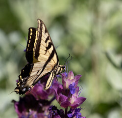 butterfly on flower