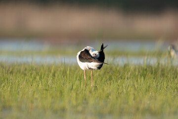 black-winged stilt to clean the feathers. An interesting pose of a bird.