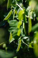 Naklejka premium close up of green pea pods.
