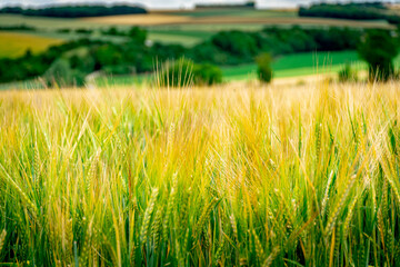 Paysage