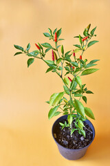 Red chilli pepper plant growth on the black pot on color background