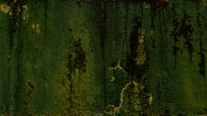 Green moss texture on the wall perfect for background.