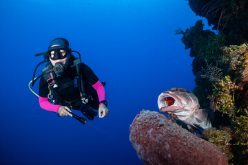A young female scuba diver has the pleasure of being very close to a nassau grouper on the reef. The fish in this shot has its mouth open to enable it to be cleaned