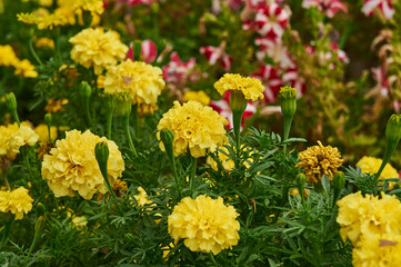 Many yellow tagetes on the flower bed