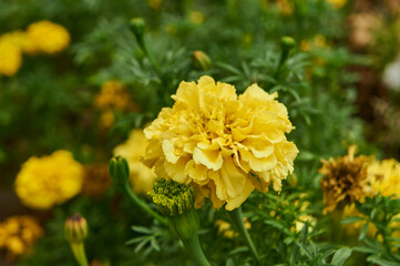Yellow tagetes on the flower bed.