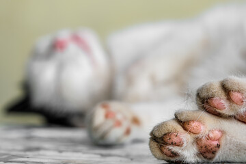 Paws of the sleeping domestic cat