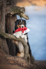 A cute tricolor australian shepherd dog standing with his front paws on the roots of a large tree and holding the red hat of santa claus in his teeth against the background of a frozen winter lake