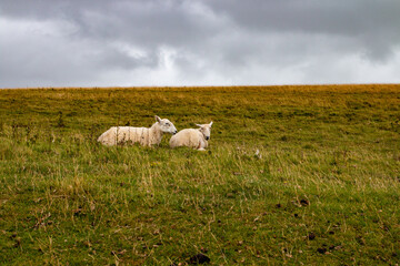 A flock of sheep on a mountain © MagicEarthPlanet