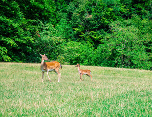 A mother deer and her fawn. Deer farm in Olimje, Slovenia.