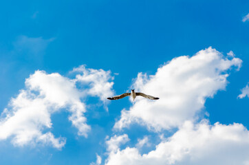 white gull flies in the blue sky