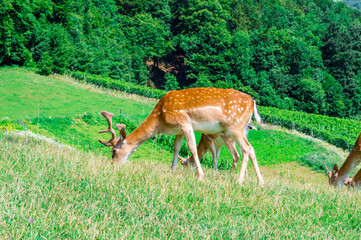 Herd of deer in field. Deer farm in Olimje, Slovenia.
