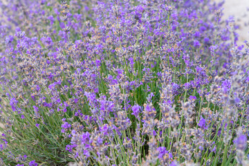 Fototapeta premium bushes of blooming lavender close-up as a background