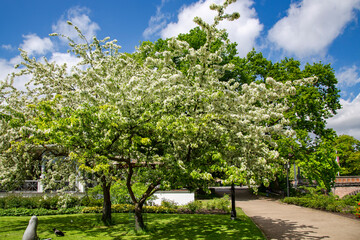 Fototapeta na wymiar Cherry blossom trees in a beautiful Kronvalda Park, Riga, capital of Latvia.