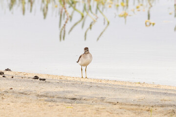 Wood sandpiper (Tringa glareola) stands on the sandy shore of the lake