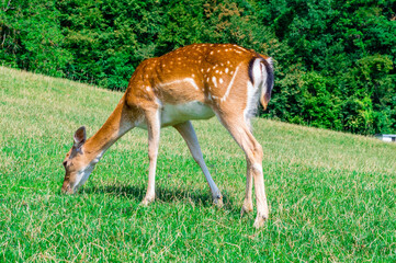 Naklejka na ściany i meble Closeup of deer on the green field. Deer farm in Olimje, Slovenia.