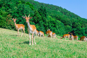 Herd of deer in field. Deer farm in Olimje, Slovenia.