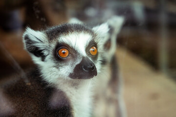 lemur watching world around