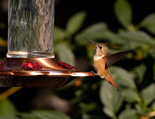 Obraz premium hummingbird on feeder
