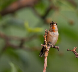 hummingbird perching