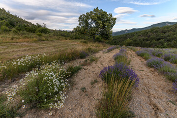 Lavender fields in bloom in Provence.