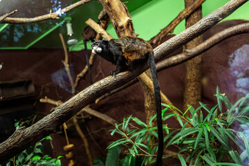 monkey sitting on a bench