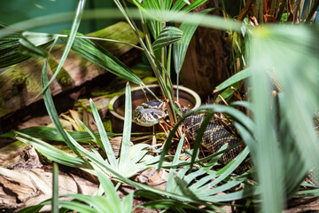 green moss on a tree with a snake