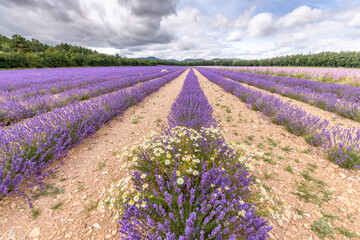 Lavender fields in bloom in Provence.