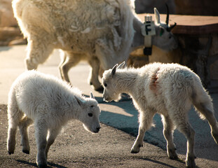 Baby goats playing around with their horns. One gets injured.