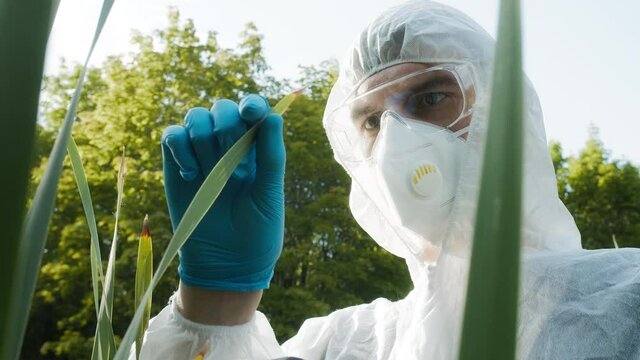 Chemist wearing ppe suit typing in gadget tablet, examining plants leaves, sample for toxicity testing. Scientific researching. Biologist in protective uniform working, field laboratory concept. 