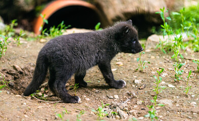 black fox 