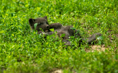 Naklejka na ściany i meble black fox in the grass