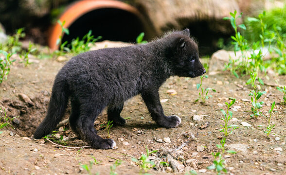 Black Fox 