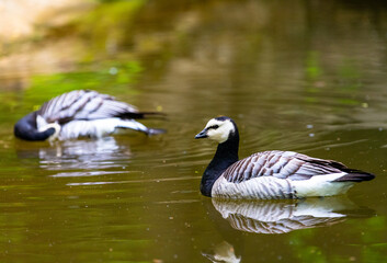 goose on the water